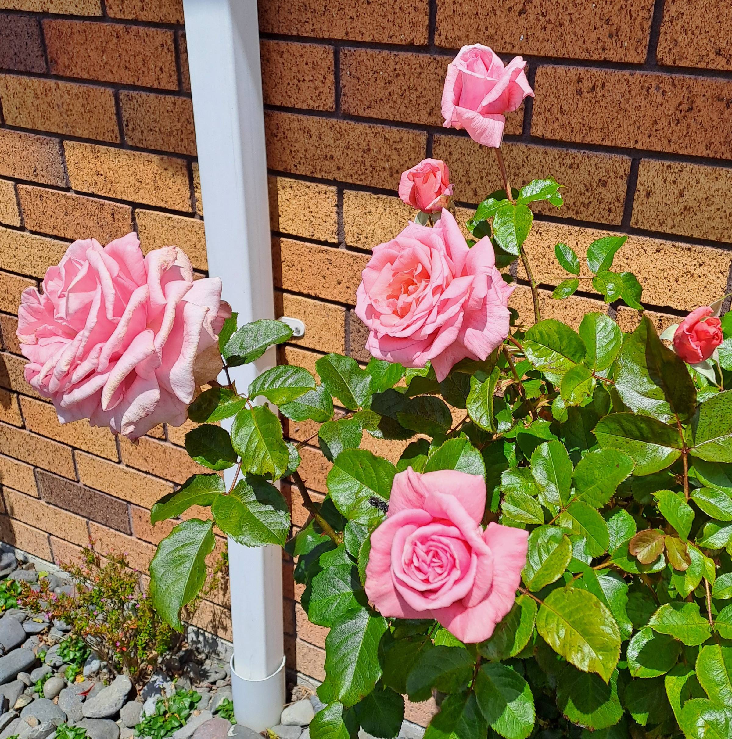 Carolyn, a lightly perfumed pale pink rose