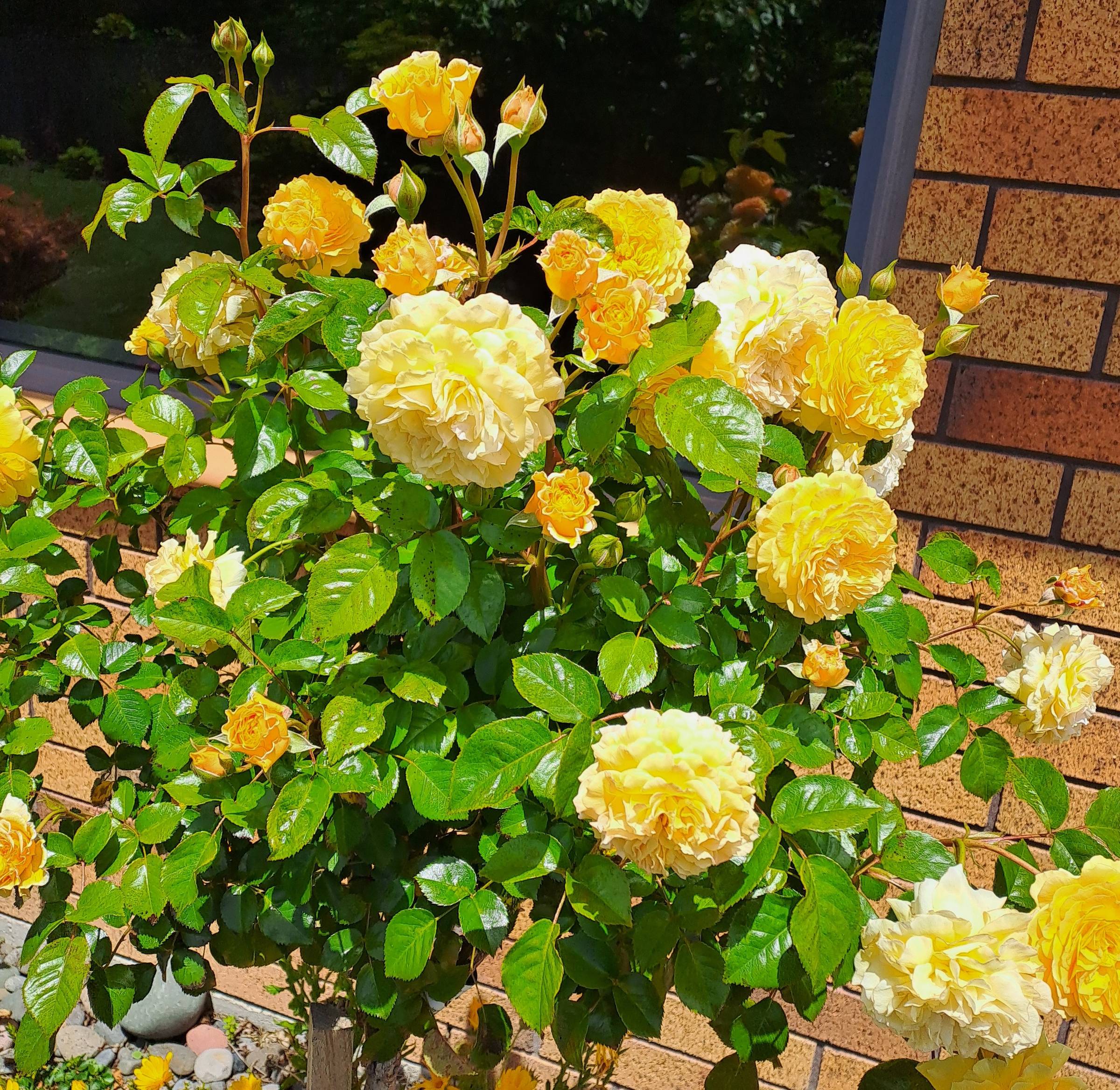 Sweet smelling Hokey Pokey roses