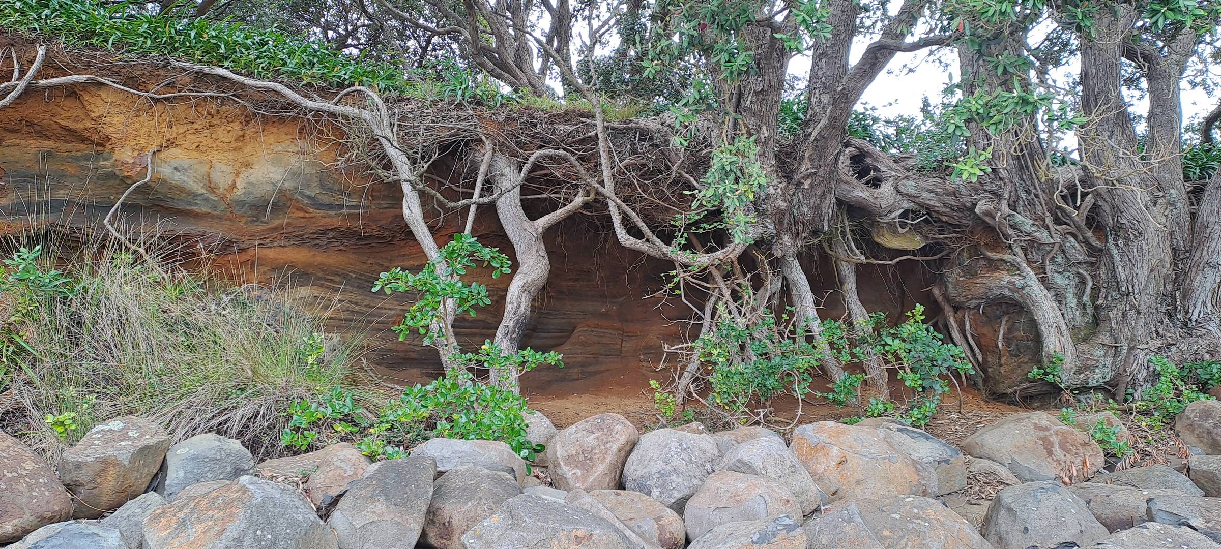 Pohutakawa roots stabilise eroding bank